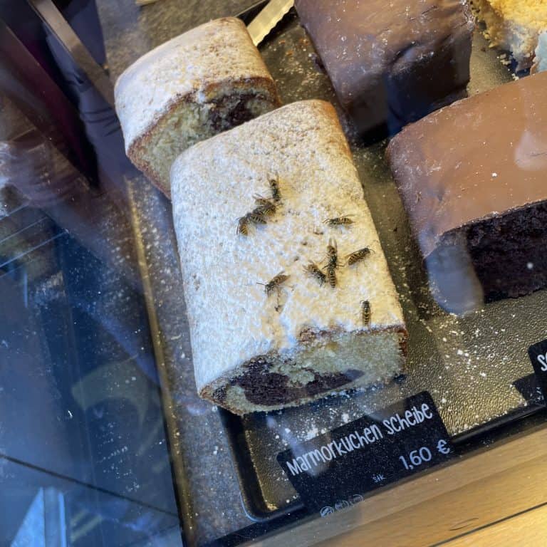 在德國，蜜蜂千萬不能殺，可以怎樣對付這些大自然的好朋友？